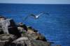 seagull_rocks_small.jpg