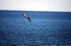 seagullflying_small.jpg