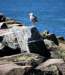seagullonrocks_small.jpg