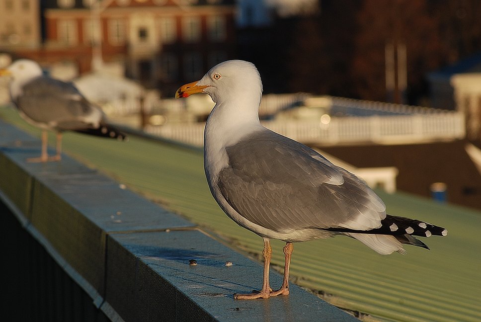 seagull.jpg