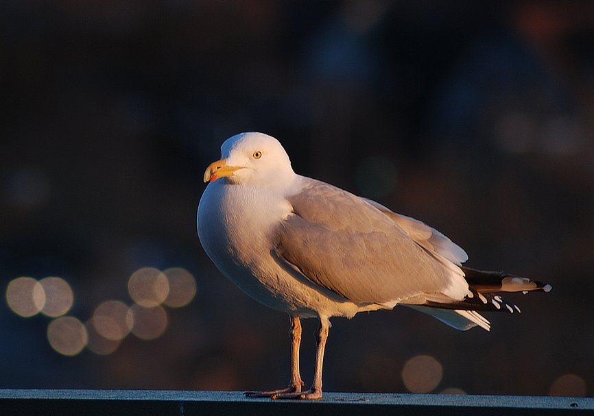 seagull1.jpg