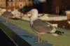 seagull_small.jpg
