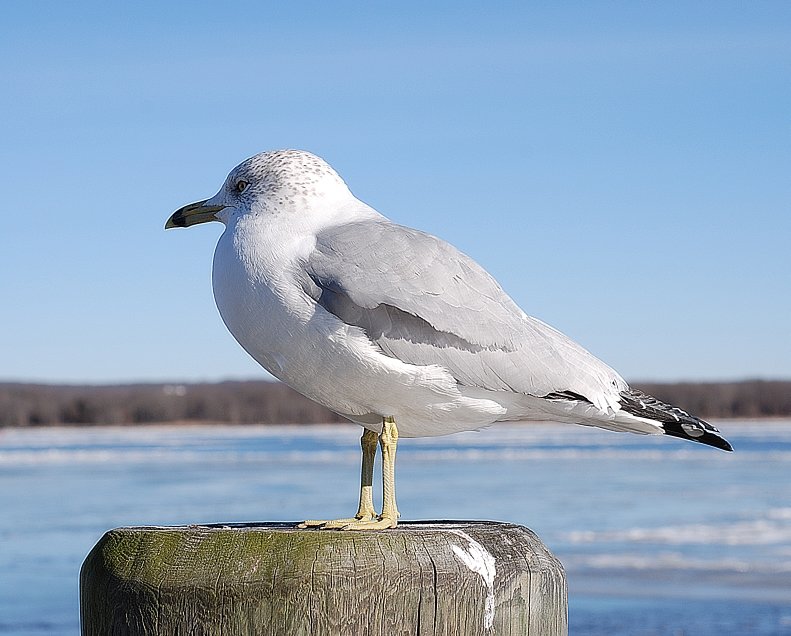 seagull_side1.jpg