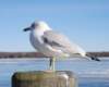 seagull_side1_small.jpg