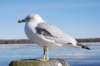seagull_sideclose_small.jpg