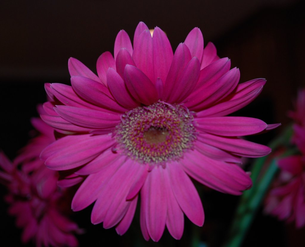 purplegerber_crop.jpg