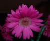 purplegerber_crop_small.jpg