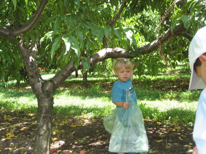 ryan_peachpicking.jpg