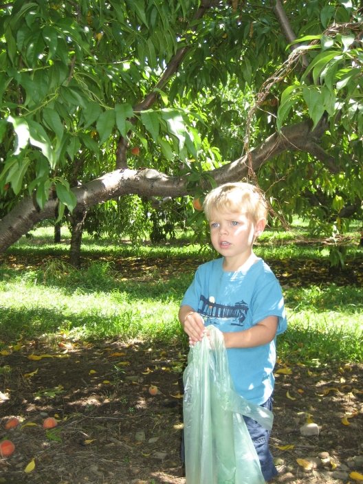 ryan_peachpicking1.jpg
